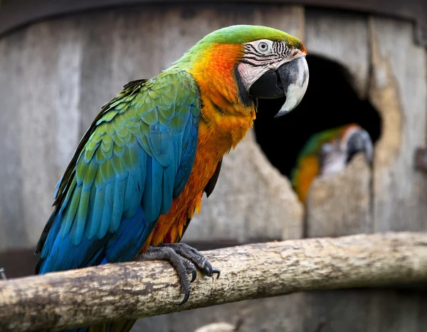 Macaw parrot on a branch — Stock Photo, Image