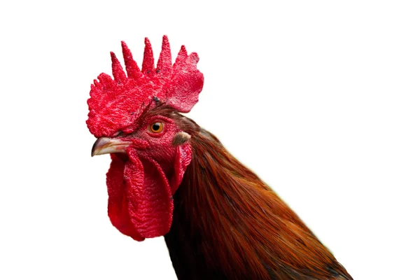 Beyaz izole bir cockrel kafa yan görünüm