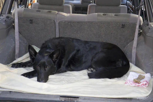 Siyah köpek çizme bir arabanın içinde