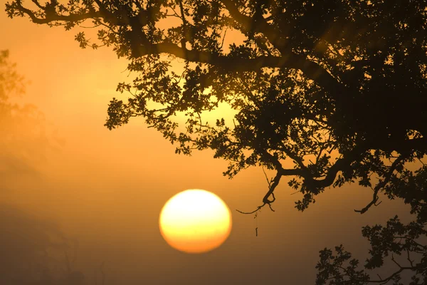 Sunrise silhouetting strom. — Stock fotografie