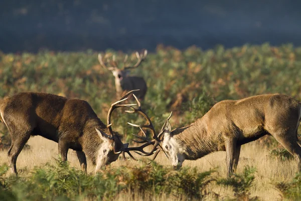İki yetişkin erkek geyikler azgın sezonunda mücadele