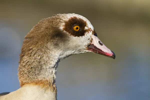 Profil einer ägyptischen Gans — Stockfoto