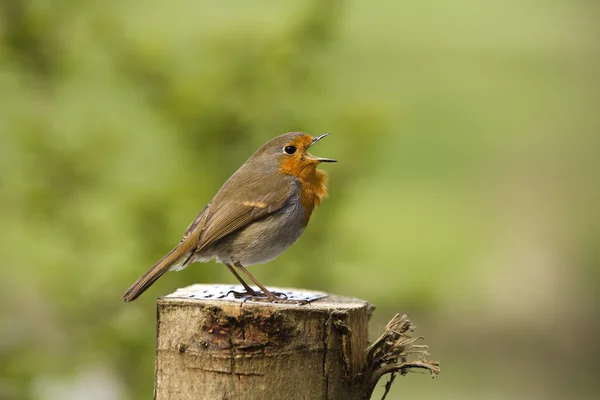 Side shot of a singing robin — Stock Photo, Image