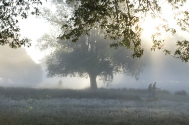 Genel bir parkta puslu sabah