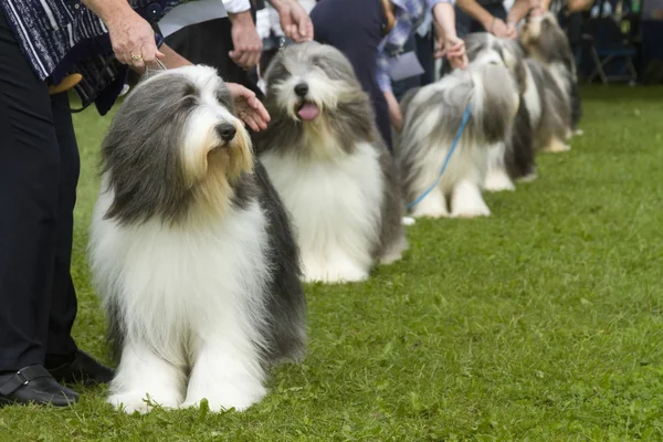 Sakallı kömür ocağı köpeklerin satırında bir köpek gösterisi