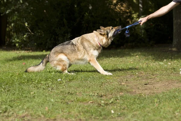 Big dog tugging on a rope playing and having fun tug of war with his owner Royalty Free Stock Images