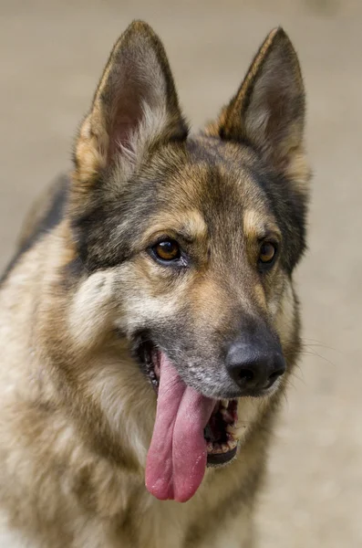 Vertical shot of German Shepherd Dog head Royalty Free Stock Images