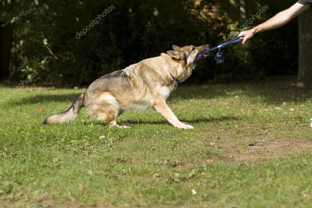 Big dog tugging on a rope playing and having fun tug of war with his owner Stock Photo n1kcy 120022066