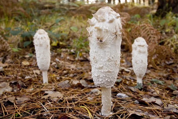 Três fungos de cogumelos de gorro de tinta desgrenhados — Fotografia de Stock