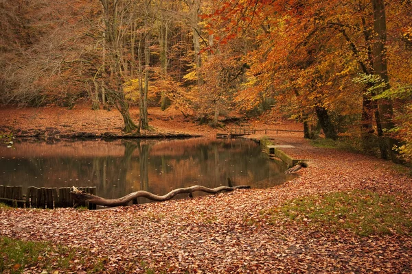 Autumnal landscape in forest with lake — Stock Photo, Image
