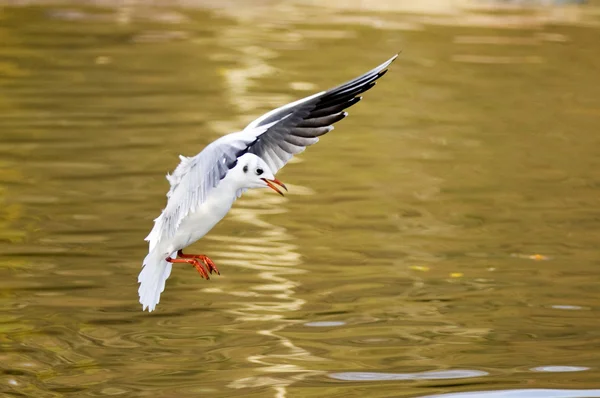 黄色の水に上陸するカモメ — ストック写真