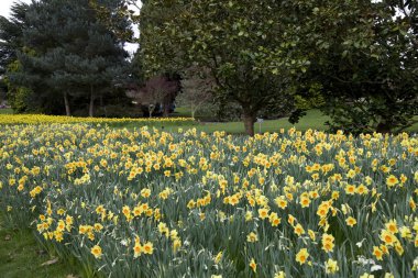 Nergis bahar bir kitle.