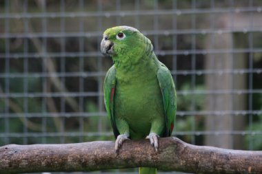 Amazon papağanı dal