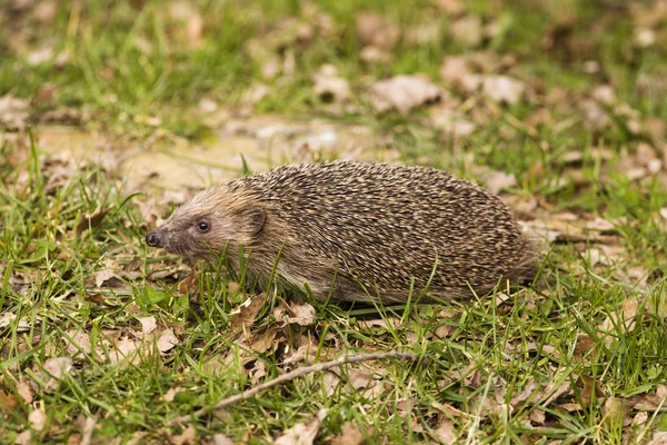 Hedgehog on grass with autumn leaves — Stock Photo, Image