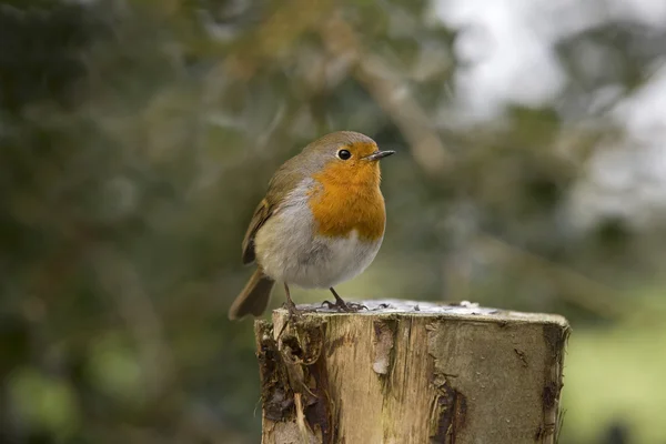 Robin sat on a post — Stock Photo, Image