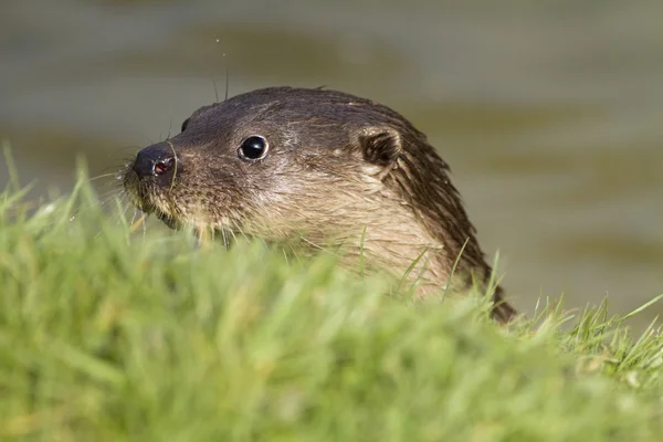 Kopf eines Fischotters mit Gras im Vordergrund — Stockfoto