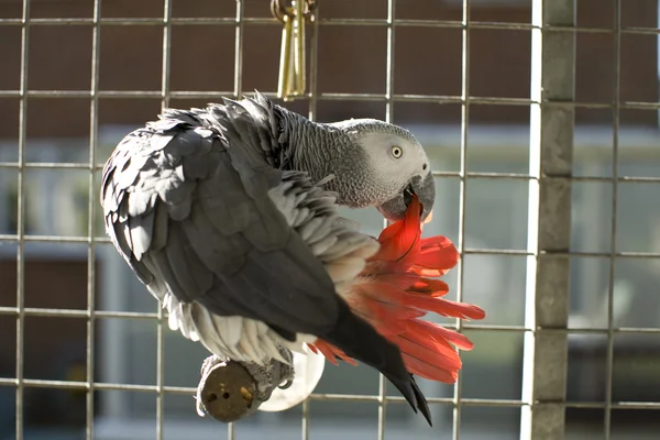 Aşağılık bir Afrika gri papağan 