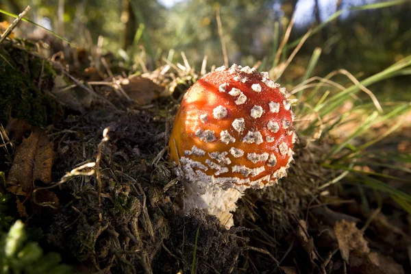 Fly Agaric cogumelo vermelho toadstool — Fotografia de Stock