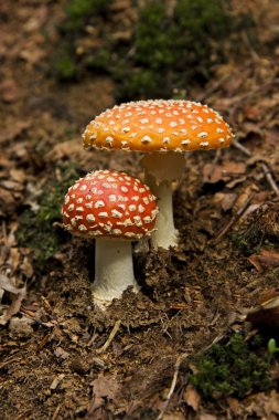 Two Fly Agaric mushrooms clipart