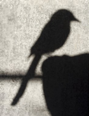 Saksağan kuşu gölge