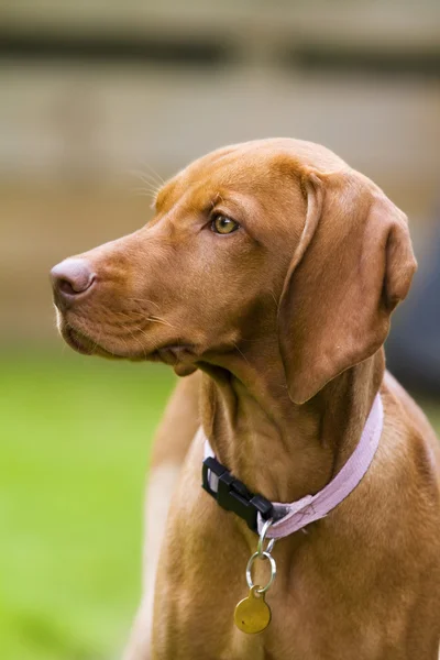 Macar Vizsla köpek dikey çekim 