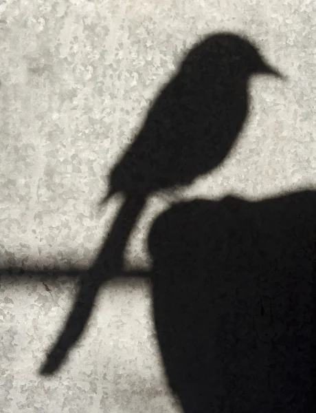 Saksağan kuşu gölge