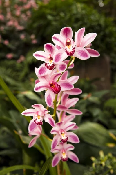 Camdan bir evde dikey biçimde alınan pembe orkide.