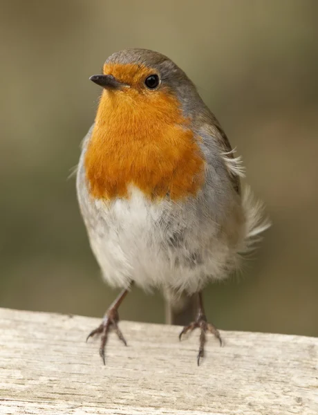 Robin stood on a fence facing the camera — Stock Photo, Image