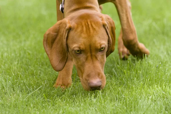 Vizsla dog sniffing the grass Stock Photo