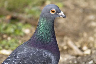 Yabani güvercin kafası 