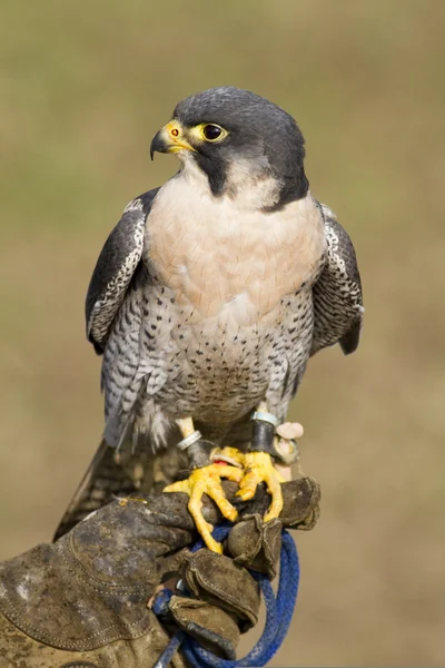 Peregrine Falcon sessiz bir arka planda takılıydı