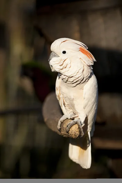 Un pappagallo del Cockatoo Molucco su un ramo — Foto Stock