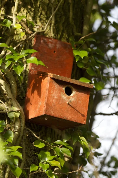 Tiro vertical de uma caixa de pássaros em uma árvore — Fotografia de Stock
