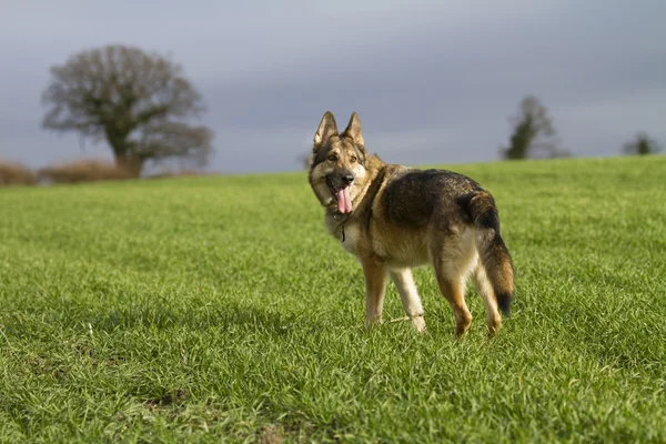 Alman çoban köpek karanlık gökyüzü karşı bir çim alanda