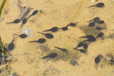 Kumlu bir su birikintisi içinde yüzmeye Kurbağa yavrularını