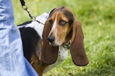 Basset tazı