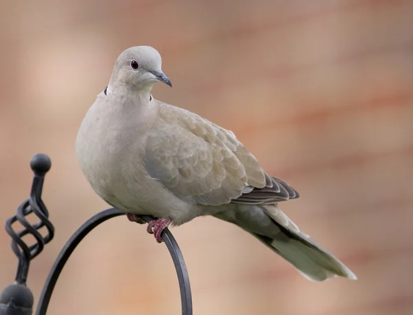 Halstaube an Vogelfutterstange — Stockfoto