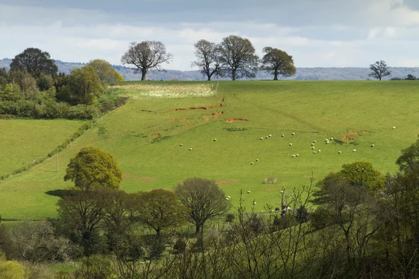Alanlar ve ağaçlar bir tepe üzerinde İngilizce manzara