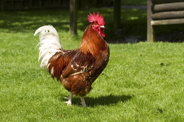 Ücretsiz aralığı horoz güneş ışığı altında — Stok fotoğraf