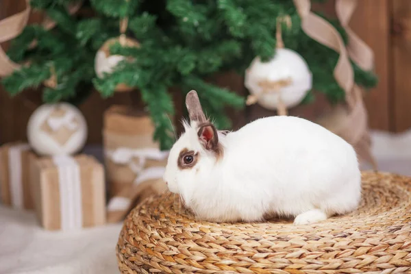 Милый Белый Кролик Кролик Фоне Празднично Украшенной Ели Счастливые Зимние — стоковое фото