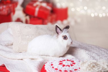 Şirin beyaz tavşan, arka planda süslü bir köknar ağacına karşı tavşan. Kış tatilin kutlu olsun. Kırmızı ve beyaz renkler