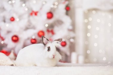 Şirin beyaz tavşan, arka planda süslü bir köknar ağacına karşı tavşan. İyi kış tatilleri.