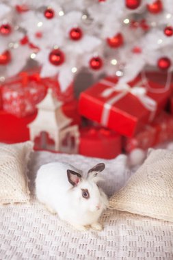 Şirin beyaz tavşan, arka planda süslü bir köknar ağacına karşı tavşan. Kış tatilin kutlu olsun. Kırmızı ve beyaz renkler