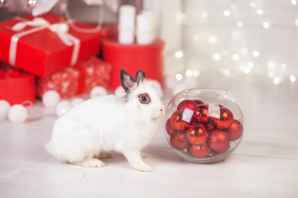 Coelho Branco Bonito Coelho Contra Fundo Abeto Decorado Festivo Feliz — Fotografia de Stock