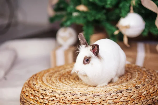 Mignon Lapin Blanc Lapin Sur Fond Sapin Décoré Fête Joyeuses — Photo