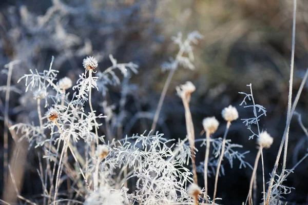 Çayırdaki Kuru Çimlerde Istifçilik Buz Kaplı Çimenler Yabani Çiçekler Sonbahar — Stok fotoğraf