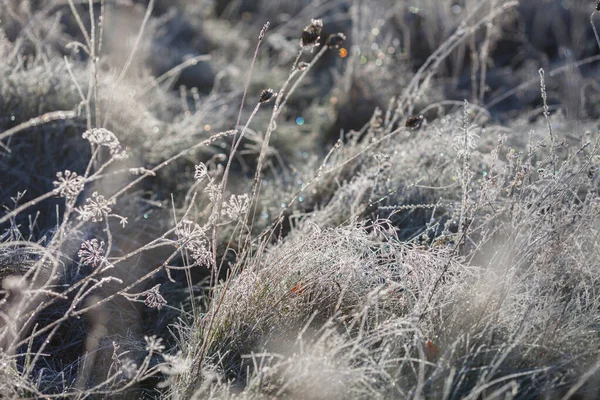 Çayırdaki Kuru Çimlerde Istifçilik Buz Kaplı Çimenler Yabani Çiçekler Sonbahar — Stok fotoğraf