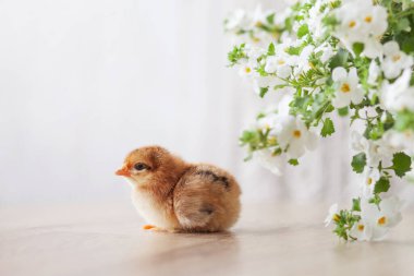 Yeni doğmuş tüylü tüylü tavuk beyaz çiçeklerin arka planında. Baharın sembolü, bayram, paskalya, tebrikler. Boşluğu kopyala