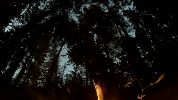 Feu de camp brûlant dans la forêt. Silhouettes d'arbres en arrière-plan . — Video