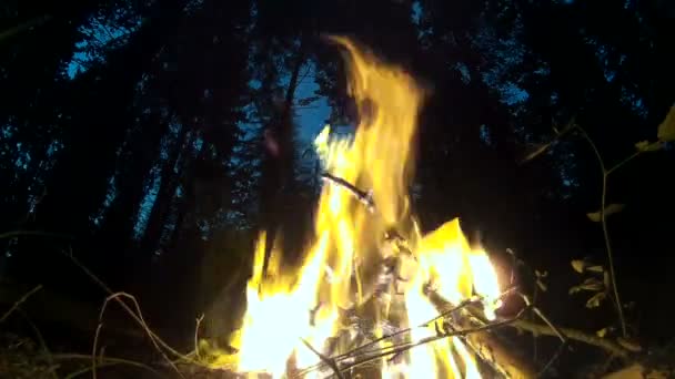 Feu de camp brûlant dans la forêt. Silhouettes d'arbres en arrière-plan . — Video